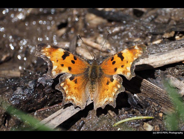 Green Comma Butterfly (Polygonia faunus)