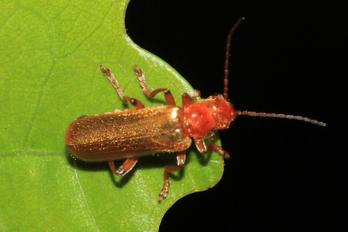 Cantharis cryptica 8035