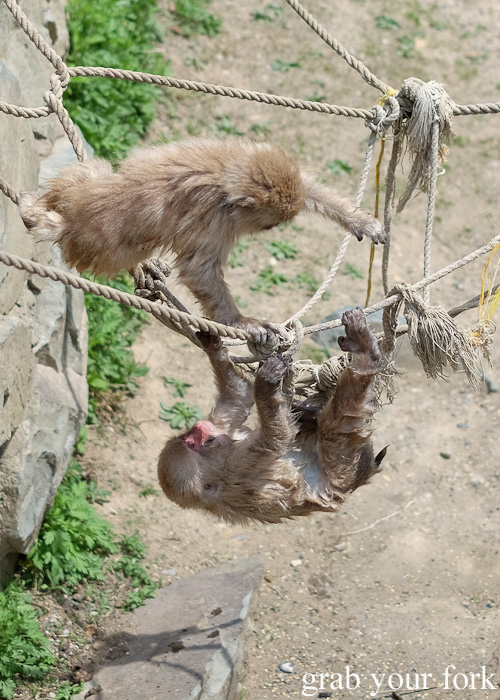 Baby snow monkeys playing on the jungle gym in Nagano, Japan