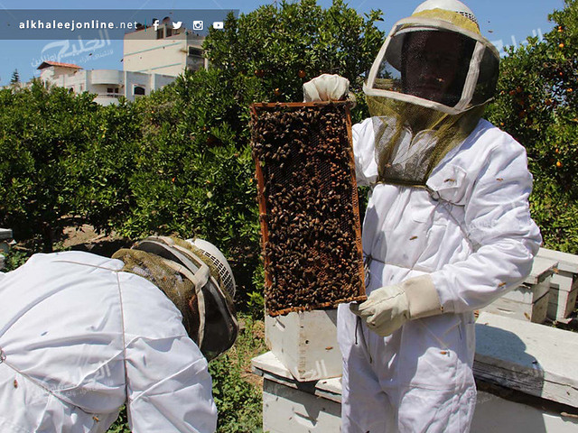 غزة تقطف العسل.. تعرف بالصور كيف ومتى يُنتج ويُقطف العسل 17417875715_37b27bbd5b_z
