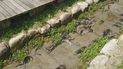 當時機成熟，圓吻鯝魚就集體往岸上衝。圖片來源：我們的島