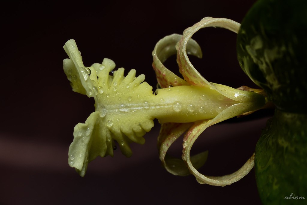 Flickingeria fimbriata