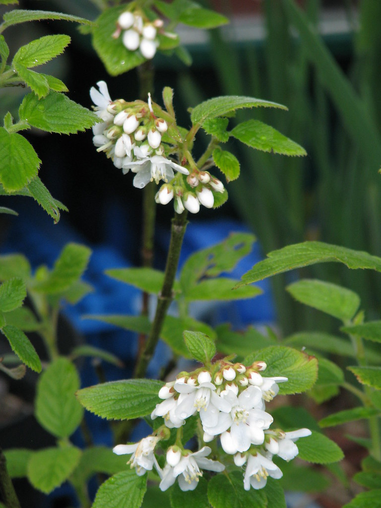 Jamesia americana