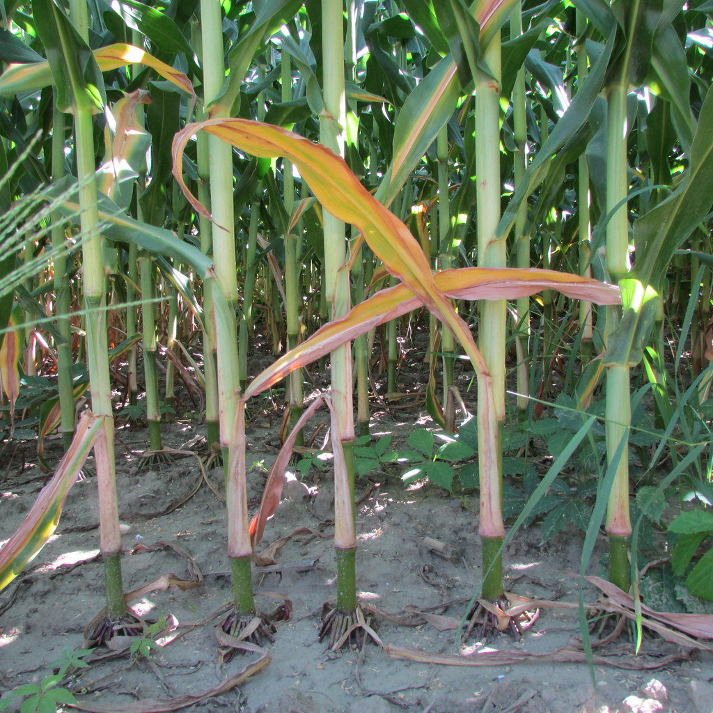 nitrogen deficiency in corn
