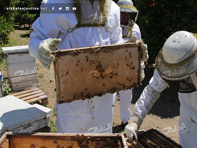 غزة تقطف العسل.. تعرف بالصور كيف ومتى يُنتج ويُقطف العسل 17417502371_84f3783f6e_z
