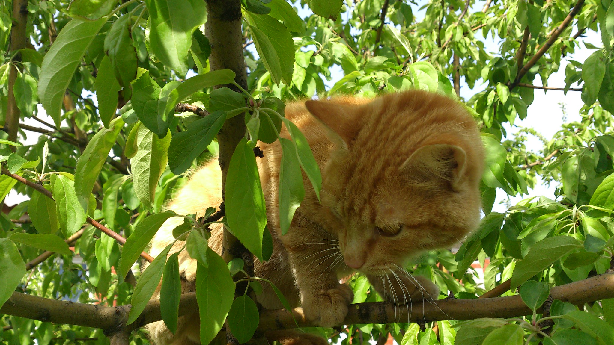 Мой кот Рыжик съел таки все яблоневые почки на деревьях!))) 