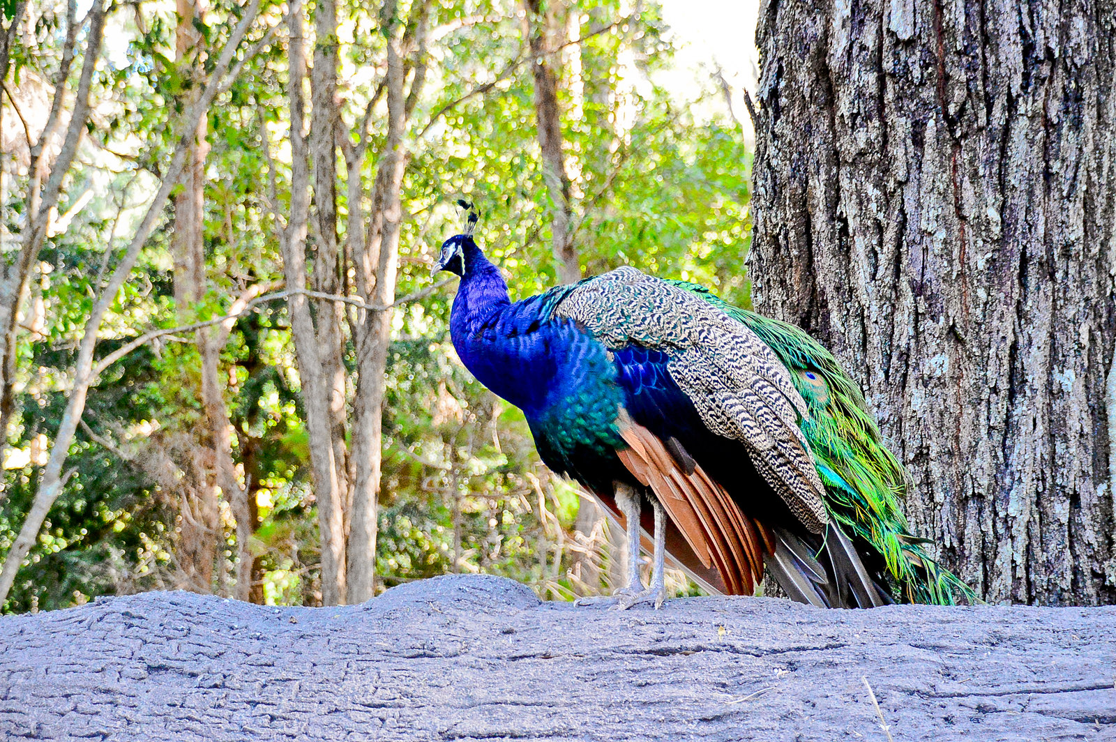 Currumbin Wildlife Sanctuary Peacock