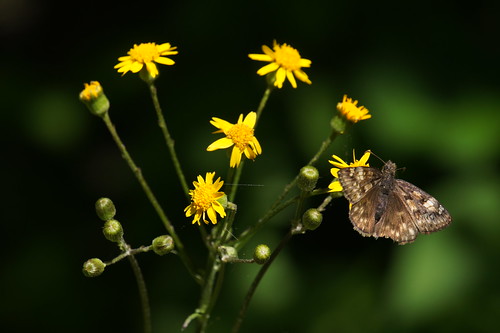 Butterfly on Wildflowers