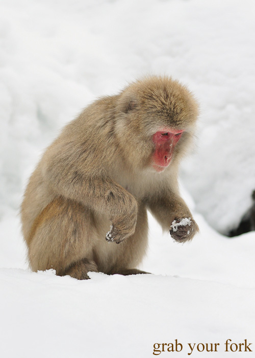Snow monkey looking at snow at Jigokudani Monkey Park, Nagano