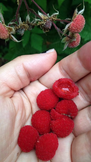Thimbleberries