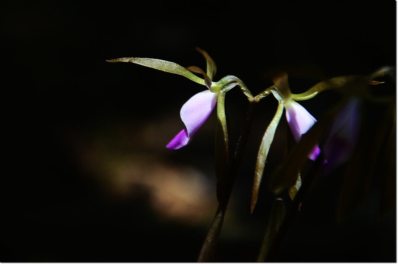 紫花脈葉蘭 (3)