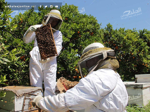 غزة تقطف العسل.. تعرف بالصور كيف ومتى يُنتج ويُقطف العسل 17417502301_431c36e26b_z