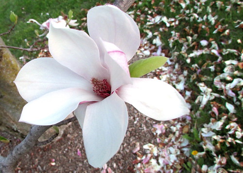 Last Of The Magnolia Blossoms