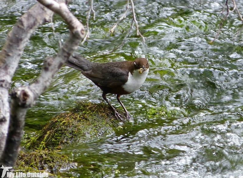 P1120932_2 - Dipper, Lathkill Dale