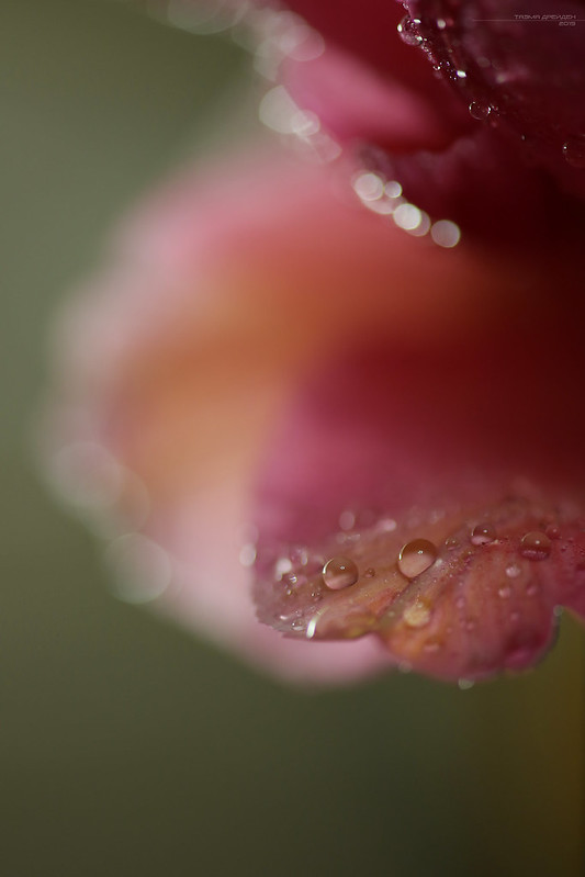 Drops on tulip (03)