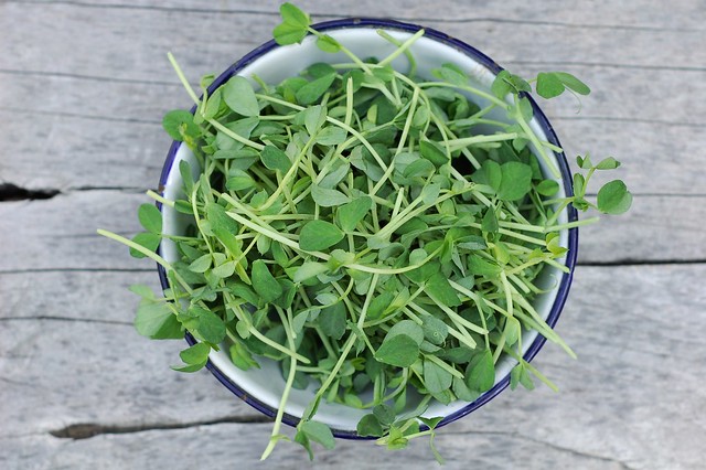 Pea shoots by Eve Fox, the Garden of Eating, copyright 2015