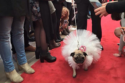 Собака з Австралії обзавівся весільним платтям за дві тисячі доларів
