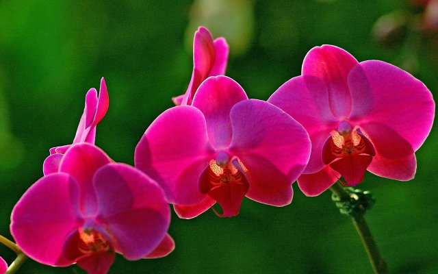 orchids-pink