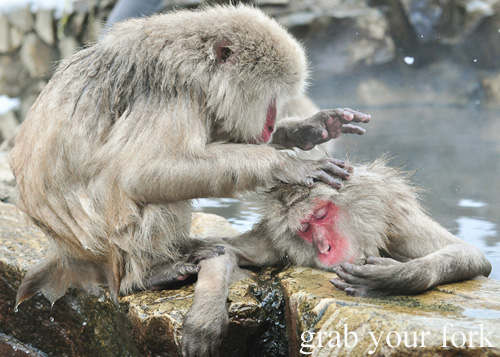 Snow monkeys grooming each other in the outdoor onsen at Jigokudani Monkey Park, Nagano