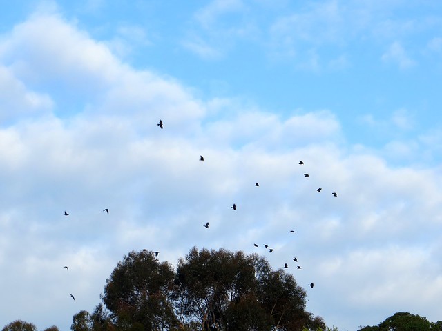 crows attack hawk