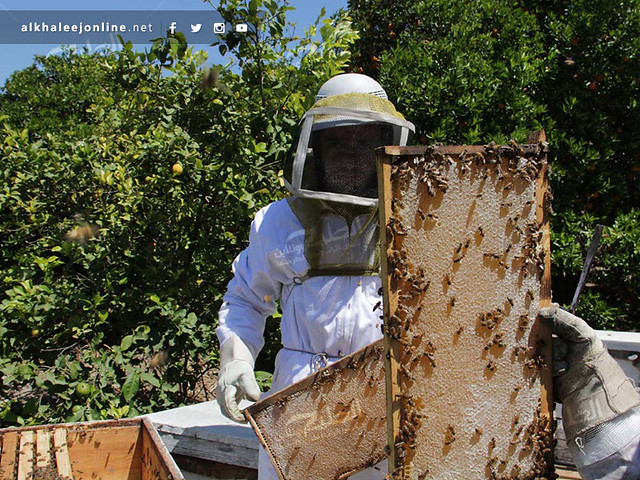 غزة تقطف العسل.. تعرف بالصور كيف ومتى يُنتج ويُقطف العسل 17415921312_cb170c4240_z
