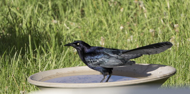 Great Tailed Grackle in Bird Bath