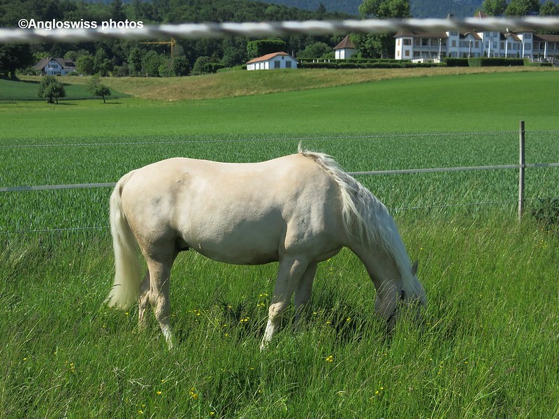 Horse in Feldbrunnen