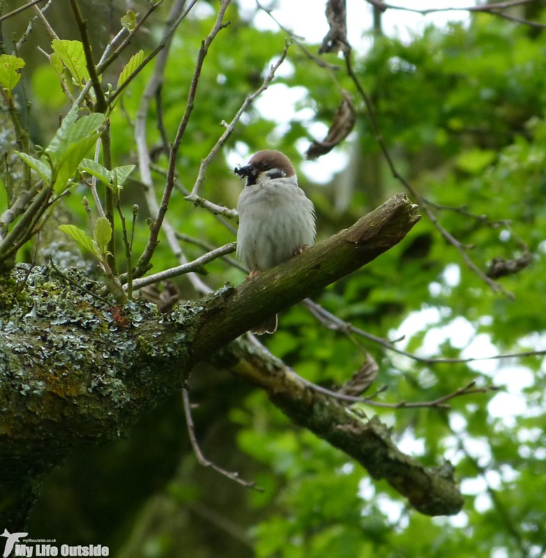 P1120862 - Tree Sparrow, Carsington Water