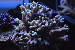 EdoVan's Shallow Nano Reef 150L - Page 4 18343020342_fb6432c016_n