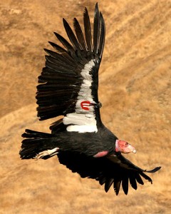 Endangered California Condor. Credit: By Pacific Southwest Region U.S. Fish and Wildlife Service from Sacramento, US (Flying California condor. Uploaded by Snowmanradio) [CC-BY-2.0], via Wikimedia Commons
