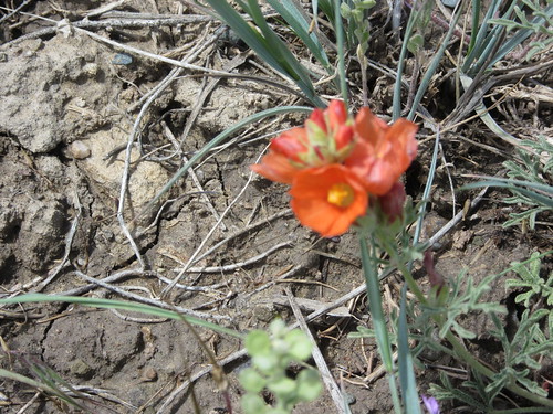 Spring Creek wildflowers 006