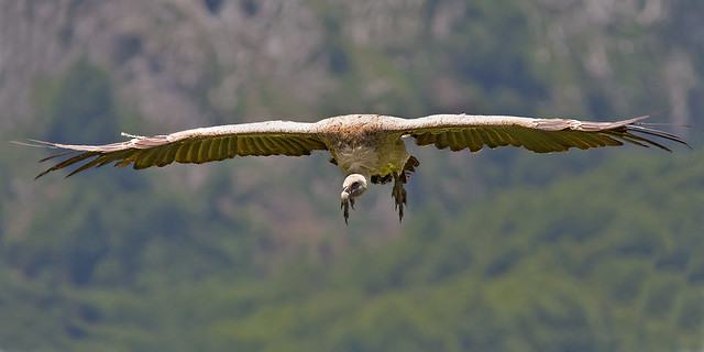 Griffin Vulture - Gyps fulvus