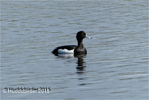 Tufted Duck [Male]