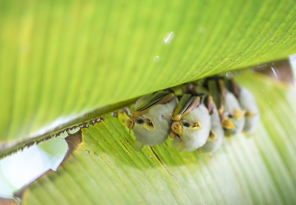 Honduran white bat