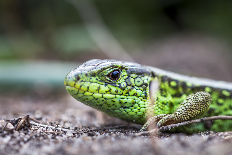 Green lizard in macro