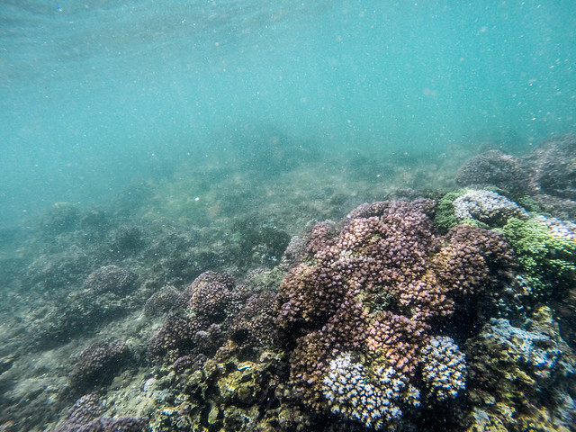 Coral in Weligama Bay