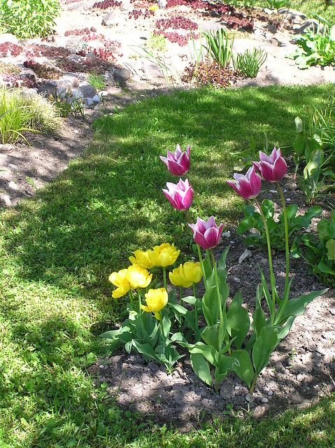 Tulipa 'Yellow Baby' & nameless variety