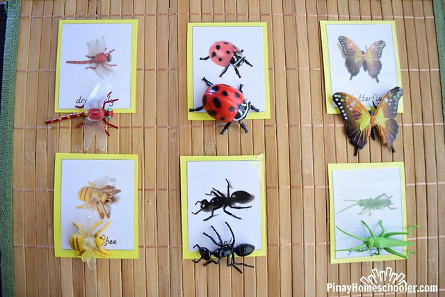InsectMatchingCards