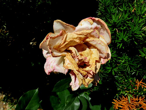 dried dead rose