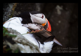 Puffin grooming