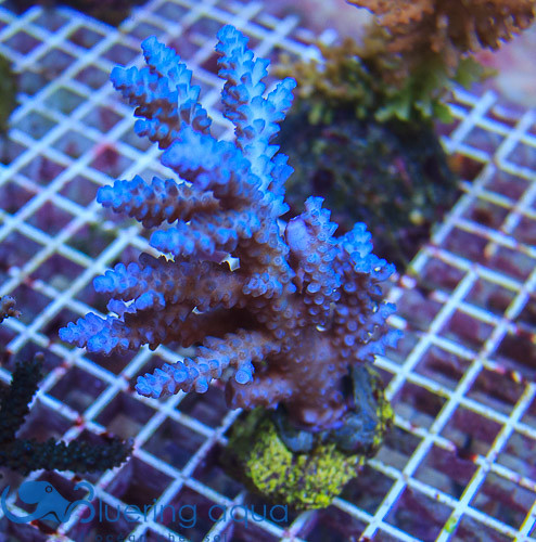 Sélection des coraux de la semaine 17010310353_744ce33dff