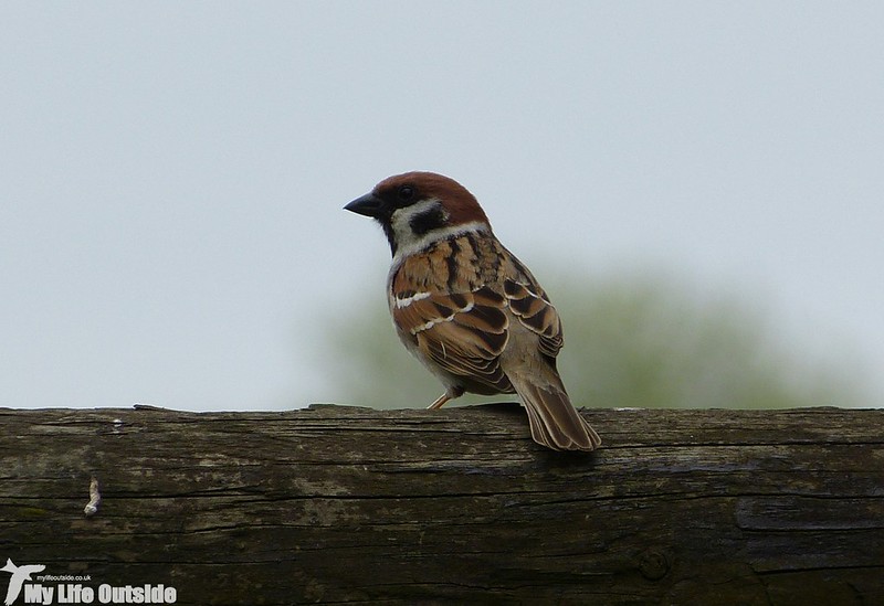 P1120870_2 - Tree Sparrow, Carsington Water