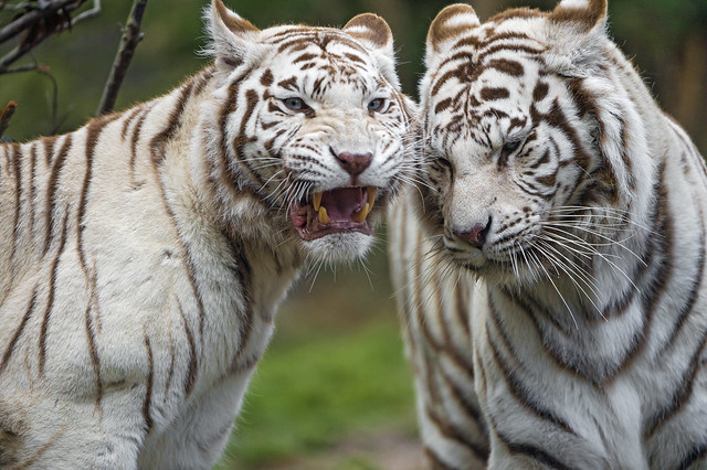 Two white tigers together!