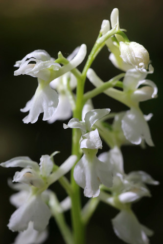Early Purple Orchid, Orchis mascula var. alba