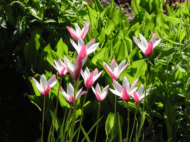 Tulipa clusiana 'Peppermint Stick'