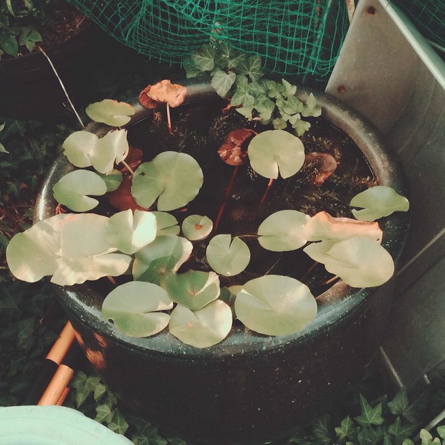 Nymphaea leaves