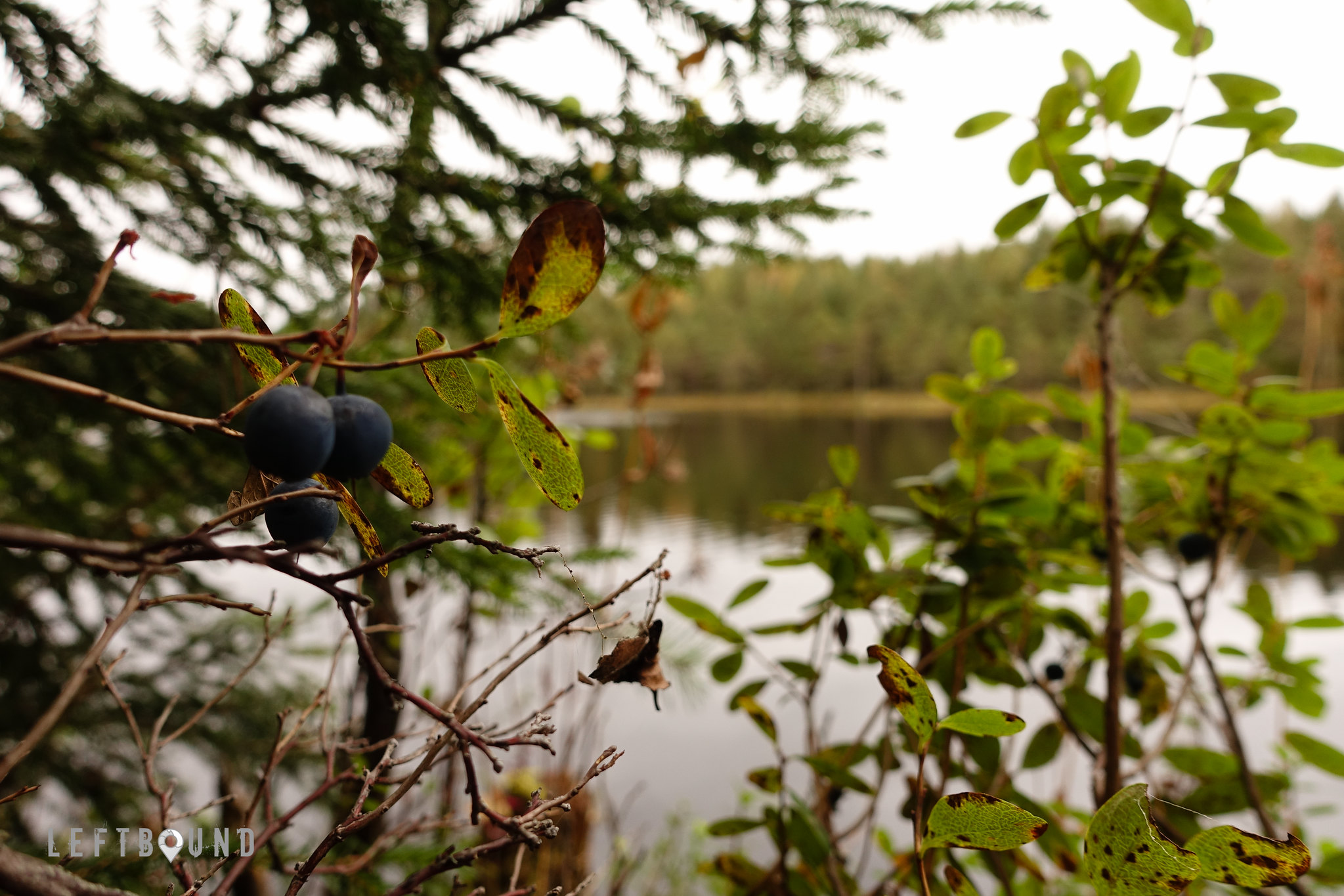 Last of the bilberries