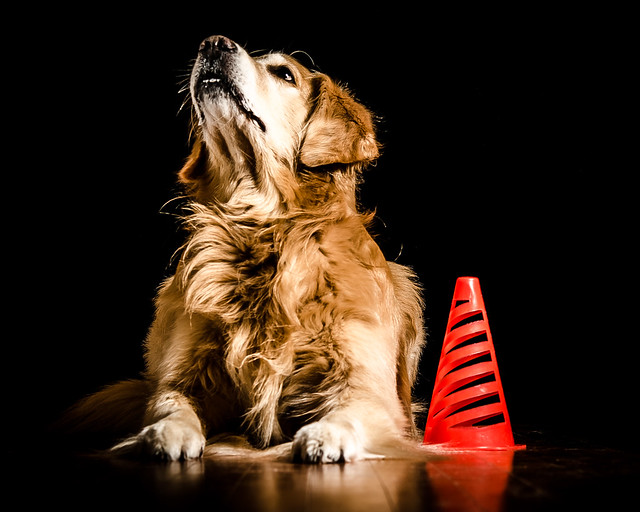 Dog and Cone