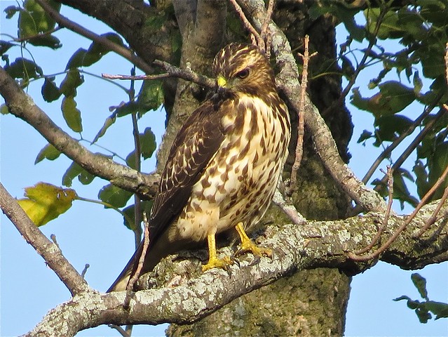 Broad-winged Hawk in Gridley, IL 06