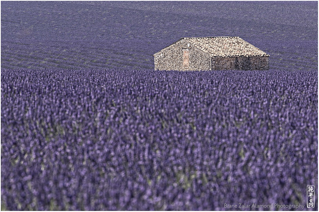 Sea of Lavender